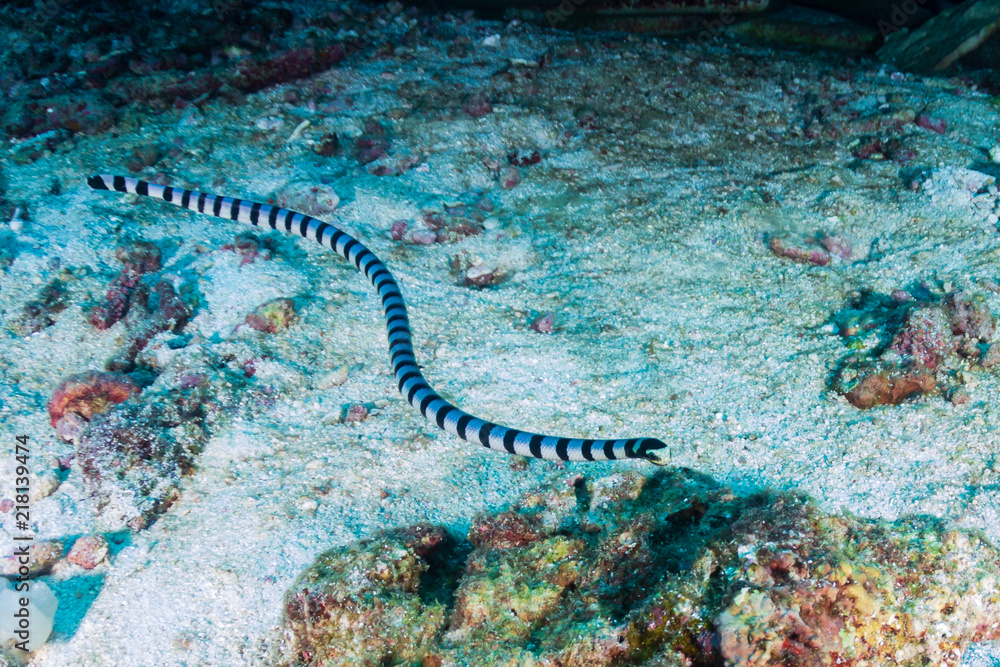 A banded Krait hunting on a tropical coral reef at night A banded Krait hunting on a tropical coral reef at night