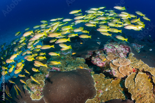 Fototapeta Naklejka Na Ścianę i Meble -  A colorful school of Snapper on a tropical coral reef