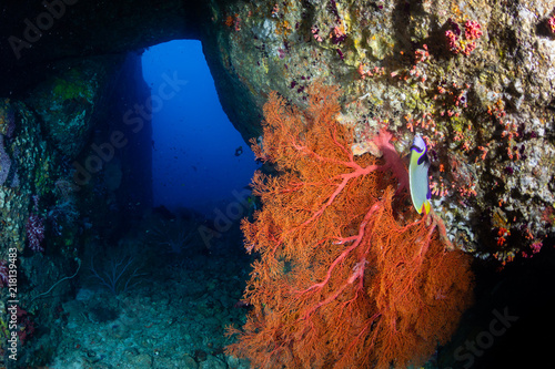 A small underwater tunnel on a deep tropical coral reef