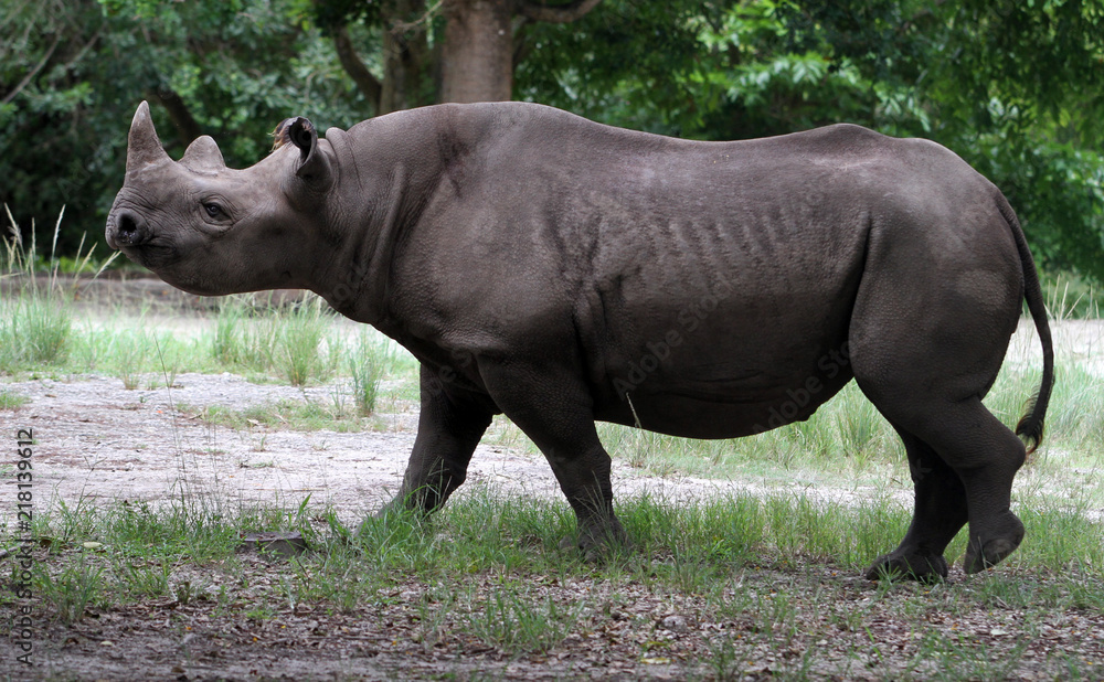 Fototapeta premium Rhinoceros