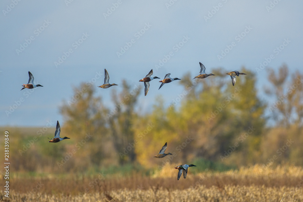Flock of ducks in motion of flight Flock of ducks in motion of flight