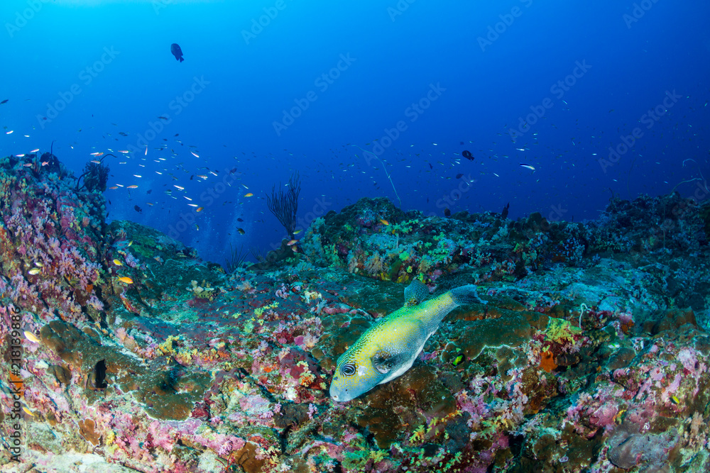 A small Puffer Fish on a beautiful, colorful tropical coral reef