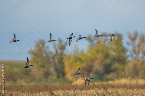 Flock of ducks in motion of flight