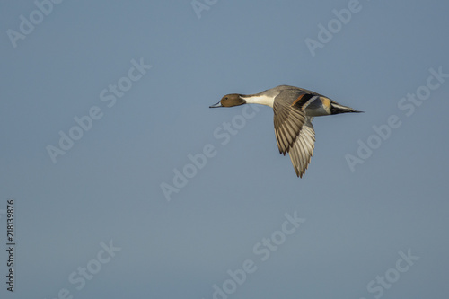 Northern pintail flying in gray sky