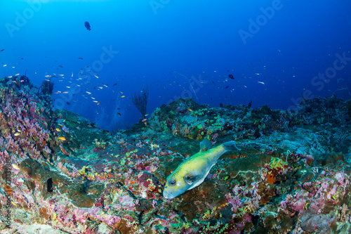 A small Puffer Fish on a beautiful, colorful tropical coral reef