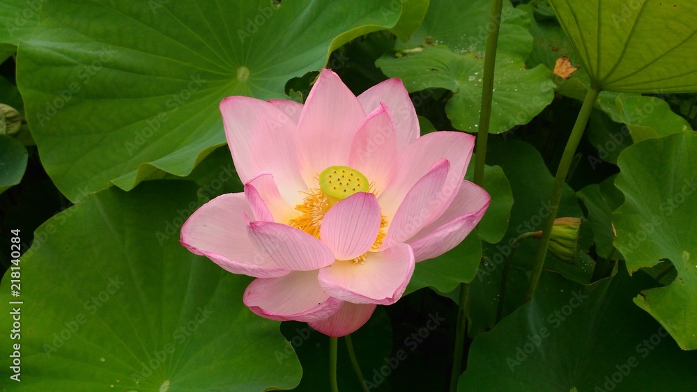 蓮の花 蓮の花