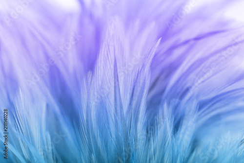 Pastel colored of chicken feathers in soft and blur style for the background © jintana