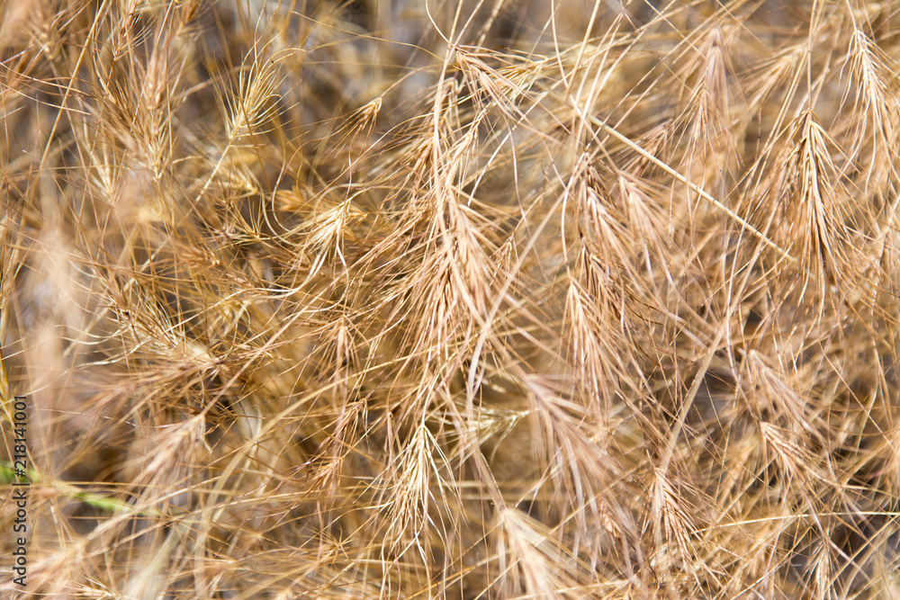 Spikelets of dry grass Spikelets of dry grass