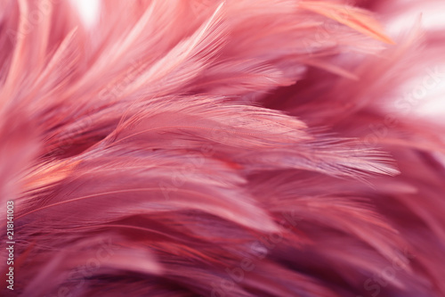 Pink chicken feathers in soft and blur style for background