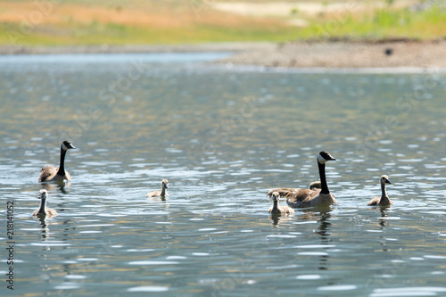 Canada geese with goslings on water © MikeFusaro