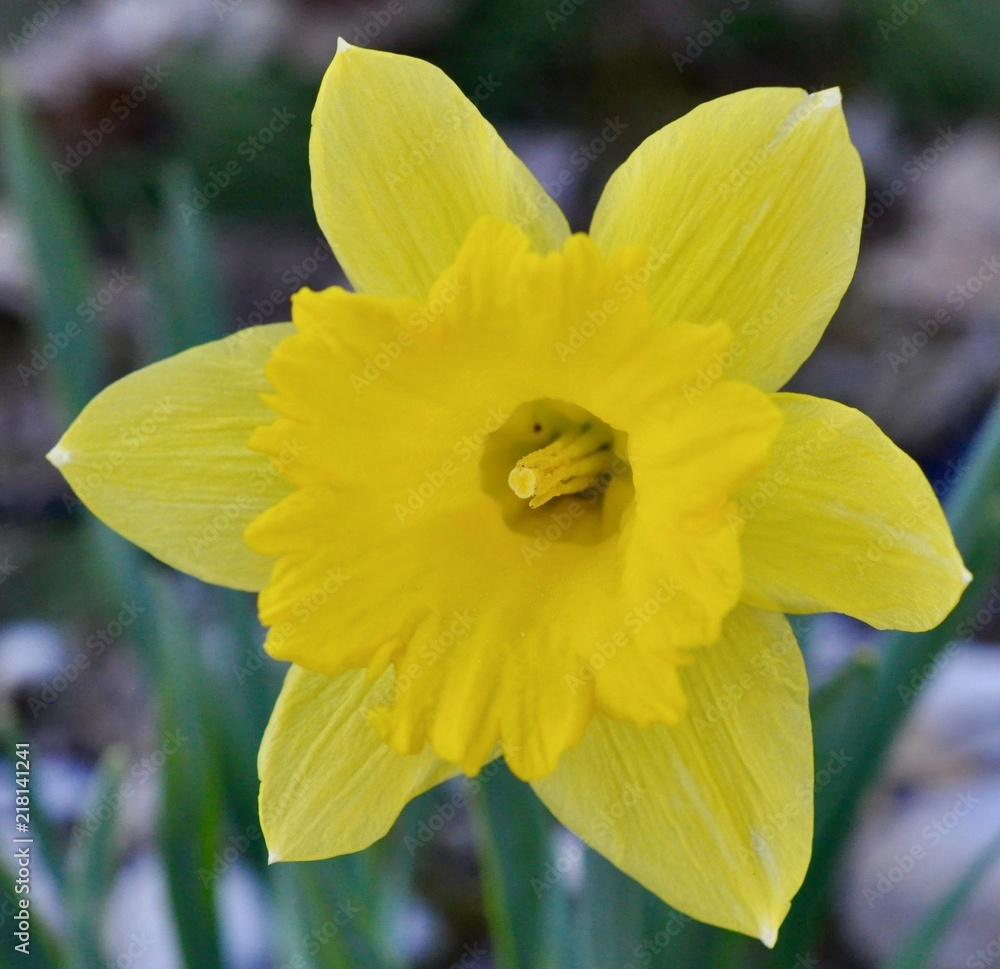 Beautiful Yellow Daffodil Beautiful Yellow Daffodil