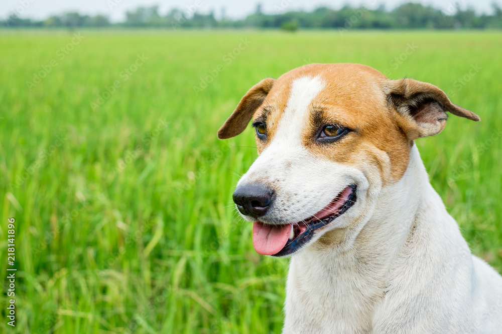 Closeup Dog head in the rice field green background Closeup Dog head in the rice field green background