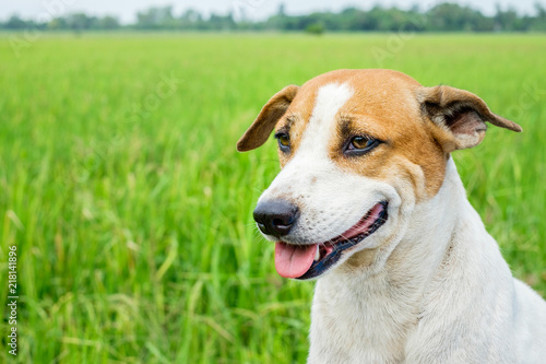 Closeup Dog head in the rice field green background