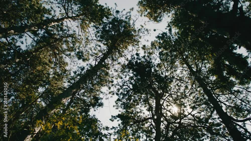 Upward angle of forest canopy on a summer afternoon. Upward angle of forest canopy on a summer afternoon.