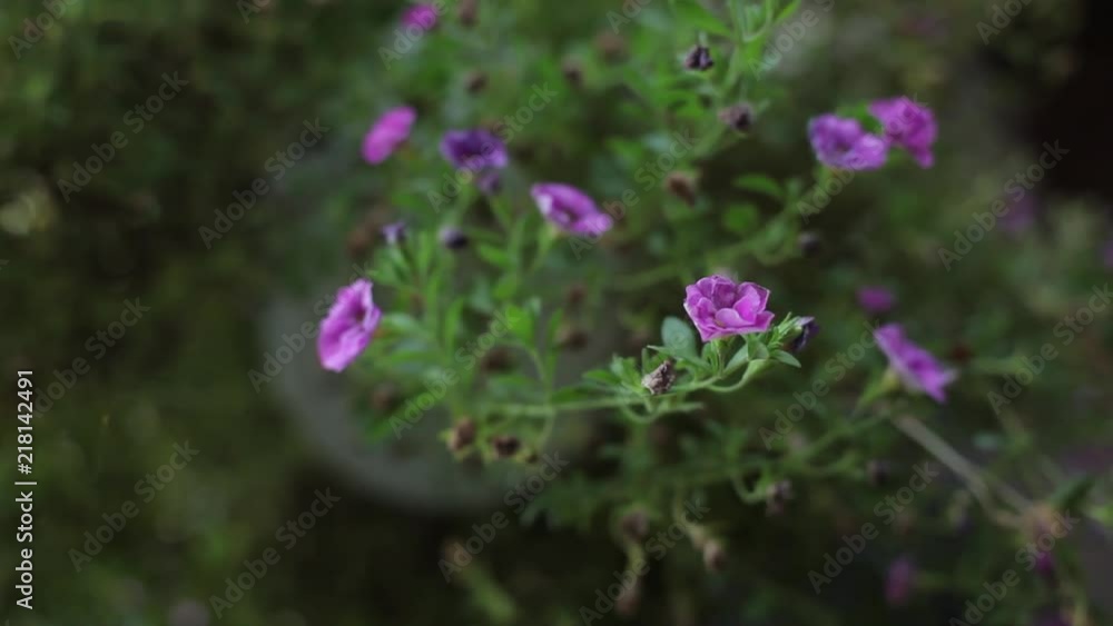 Violet flowers and green leaves sway in the wind Violet flowers and green leaves sway in the wind