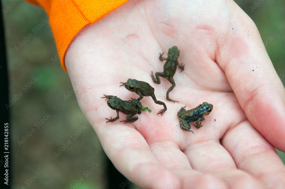 Premium Photo  Three mini frogs of different colors sitting on the palm.