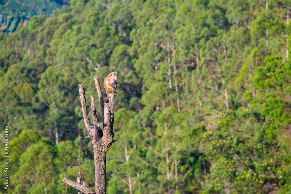 Singe sur un arbre dans la nature au Sri Lanka 