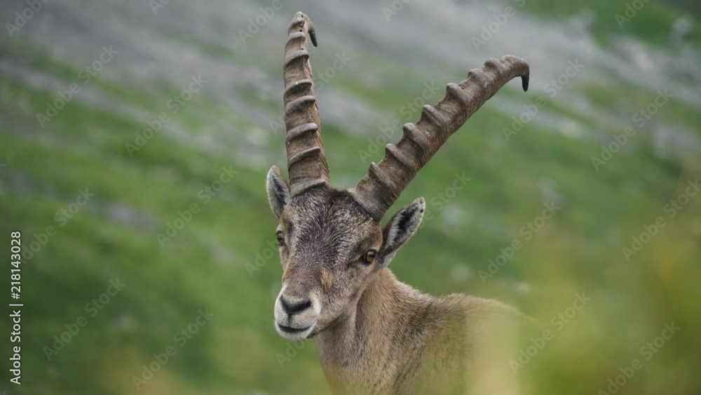 close up of majestic animal with horns alpine ibex capricorn capra ibex close up of majestic animal with horns alpine ibex capricorn capra ibex