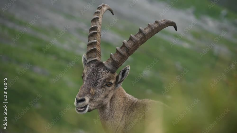 close up of majestic animal with horns alpine ibex capricorn capra ibex in the swiss alps close up of majestic animal with horns alpine ibex capricorn capra ibex in the swiss alps