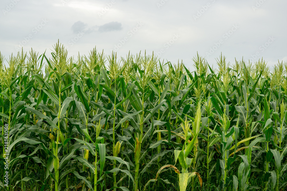 Green corn field in agricultural garden, pods corn on trunk Green corn field in agricultural garden, pods corn on trunk