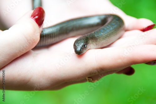 Konstfotografi Somebody keeps slow worm (or Anguis fragilis) in hand