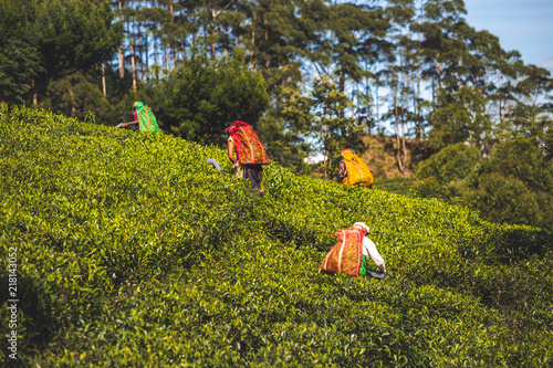 Cueilleuse de feuilles de Thé Montagne Lipton Sri Lanka Haputale photo