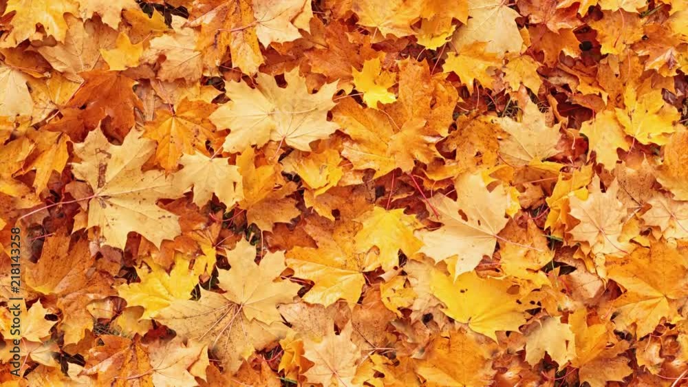 Seamless loopable background from autumn leaves Seamless loopable background from autumn leaves
