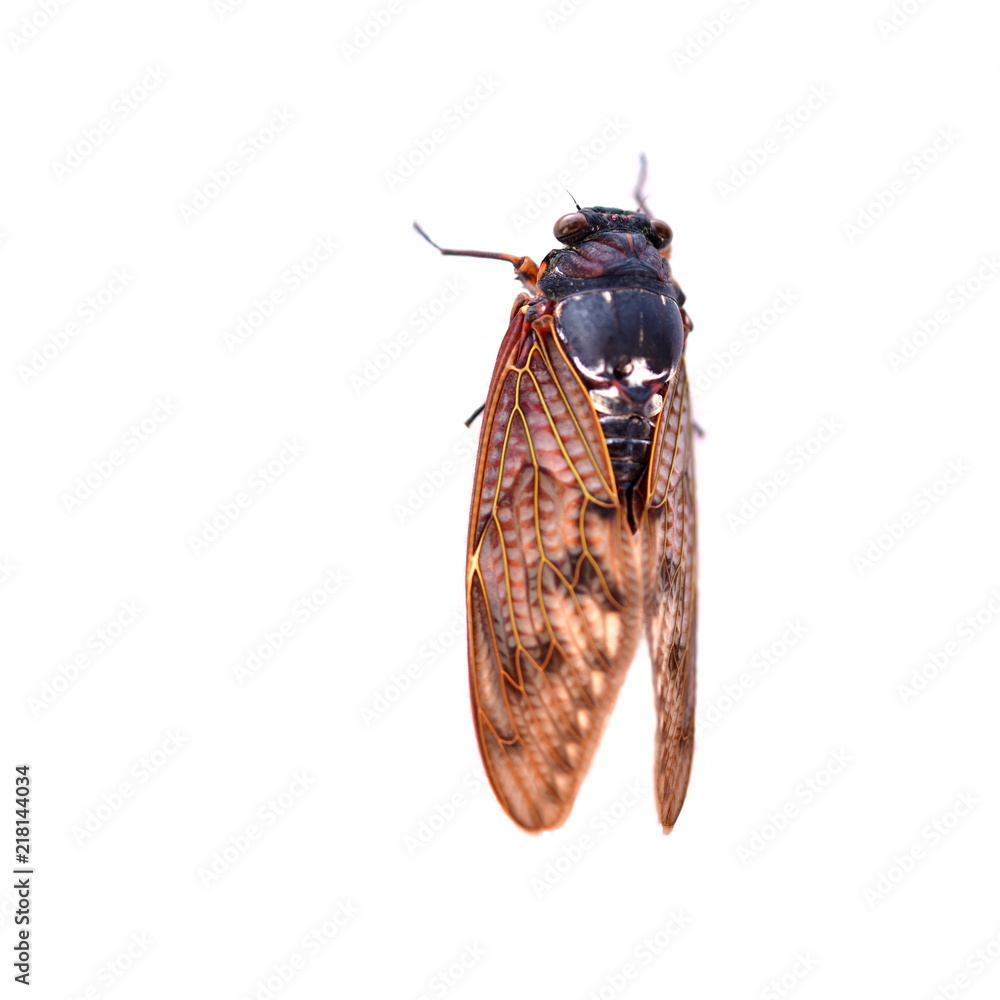 昆虫イメージ素材 アブラゼミ 白バック Stock 写真 Adobe Stock