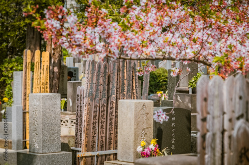 Photography Cherry blossom in Yanaka cemetery in Tokyo, Japan