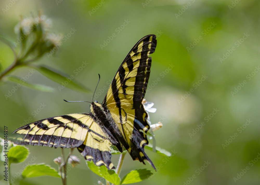 Obraz premium Butterfly