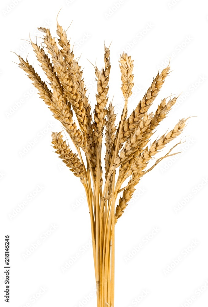 Golden Wheat Ears Golden Wheat Ears