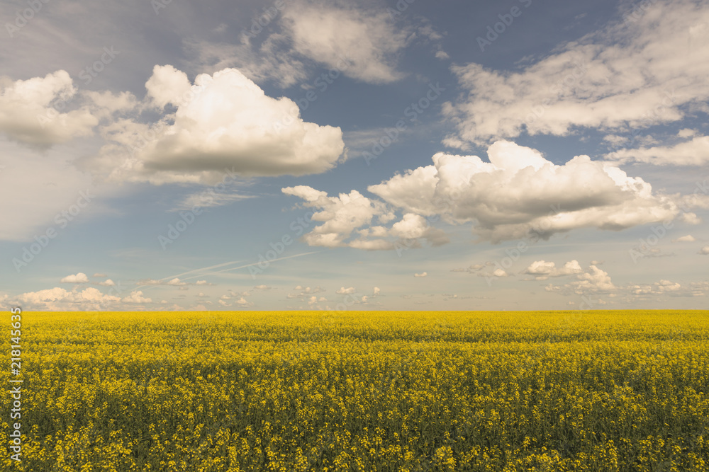Wide Angle Landcape of Blooming Canola Field