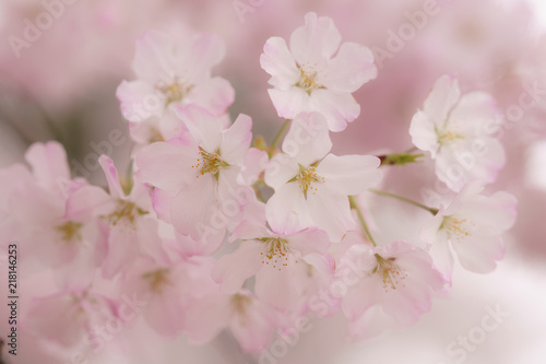桜 春 花 ピンク