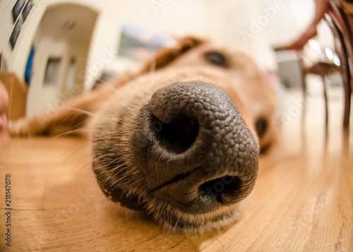 Quadro su tela Nose of Golden Retriever