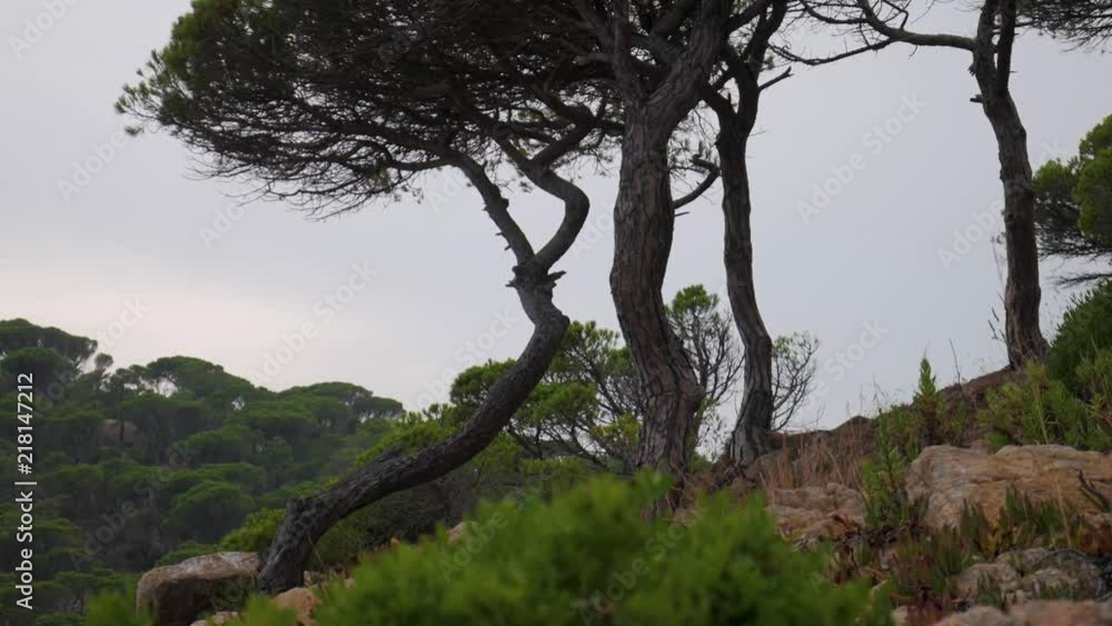 Tilt shot of trees near to the sea