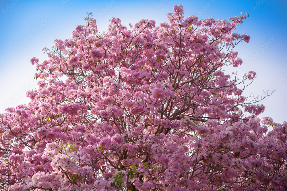 Tabebuia rosea is a Pink Flower neotropical tree Tabebuia rosea is a Pink Flower neotropical tree