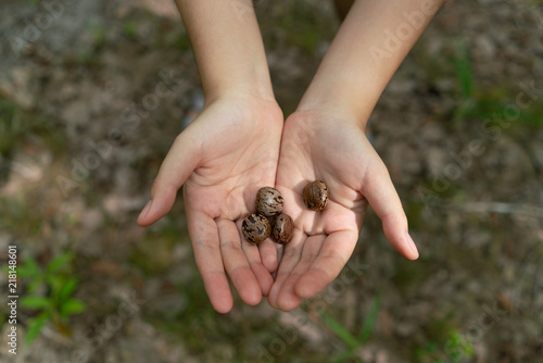 Hands holding rubber tree seeds with blur background