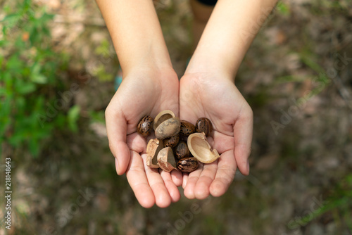 Hands holding rubber tree seeds with blur background