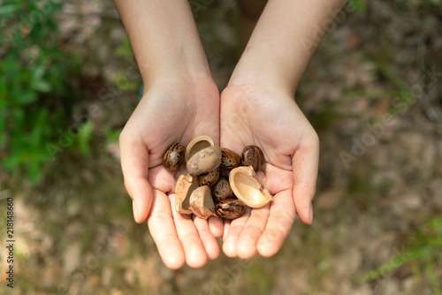 Hands holding rubber tree seeds with blur background