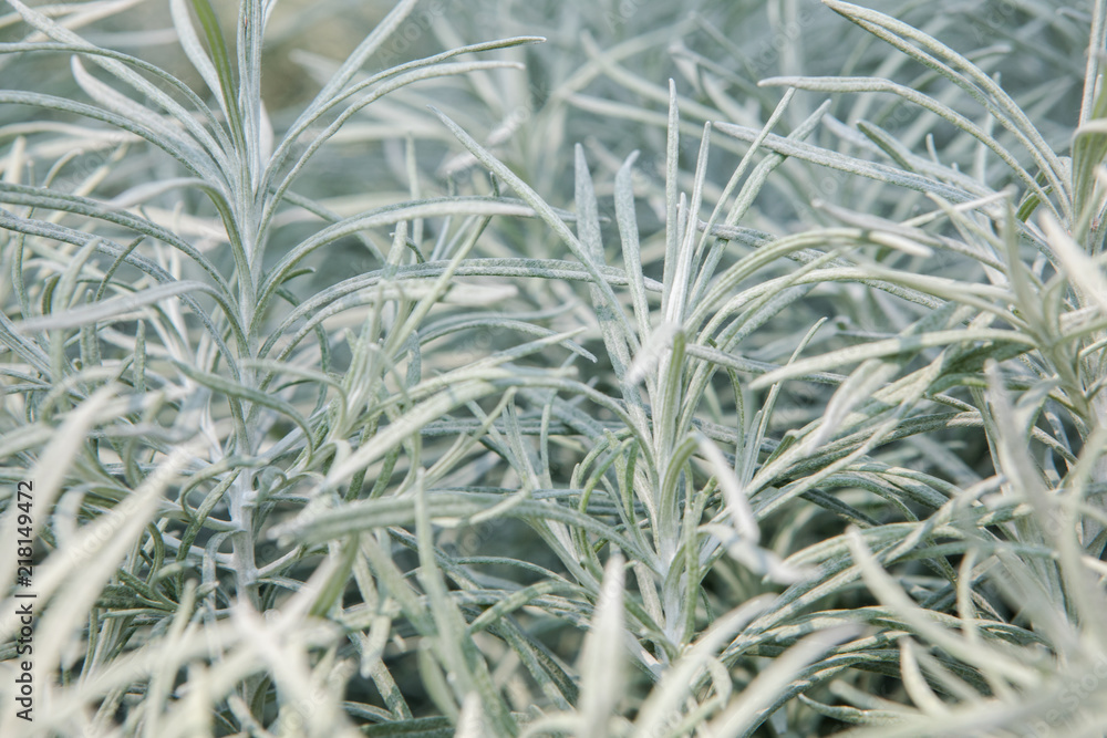 Fototapeta premium Pale Green Plant 3