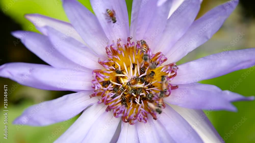 Herd of bees collecting pollen on lotus. Herd of bees collecting pollen on lotus.