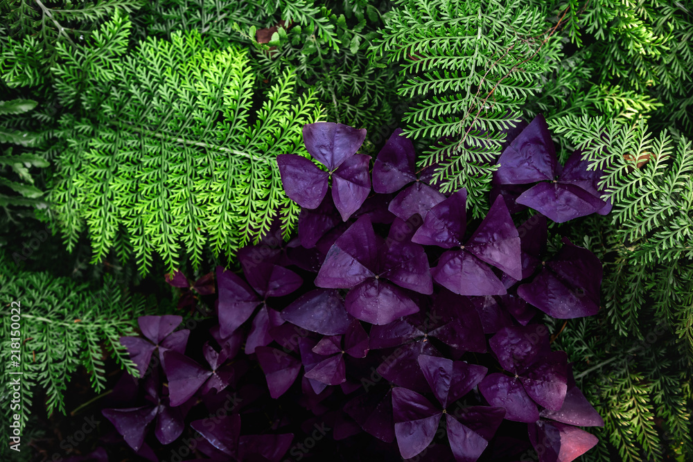 Close up of fern plant and purple flowers