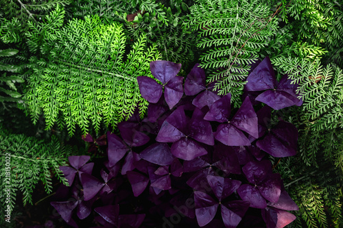 Obraz na płótnie Close up of fern plant and purple flowers w salonie