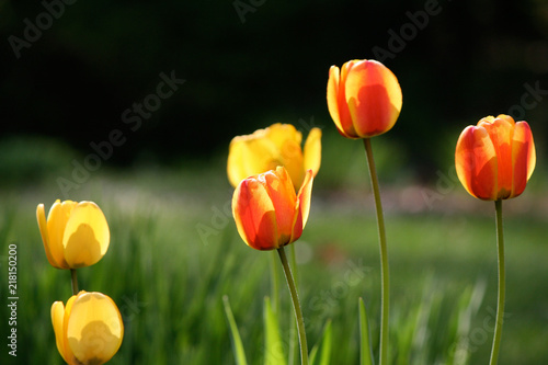 Close up of multiple yellow and red tulips