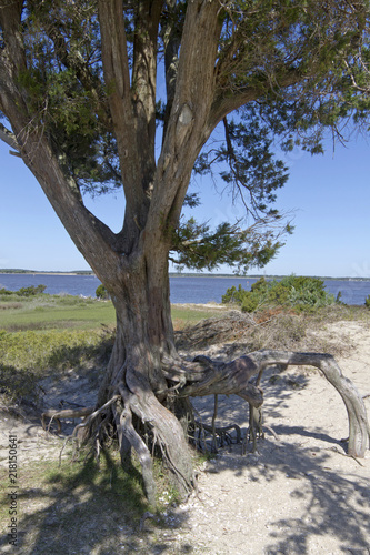 Old Gnarled Tree Sentinal at Fort Fisher, North Carolina © WideAwake