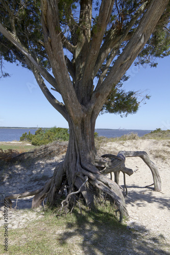 Gnarled Old Tree Has Seen A Lot of History in Fort Fisher  North Carolina
