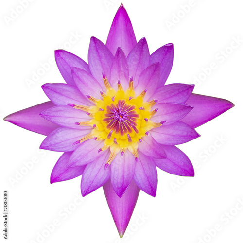 top view purple lotus isolated on white background with clipping path