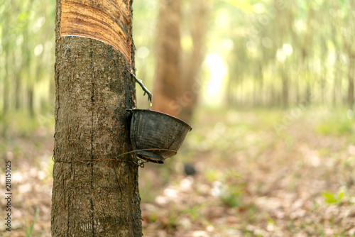 The rubber tree with blur background