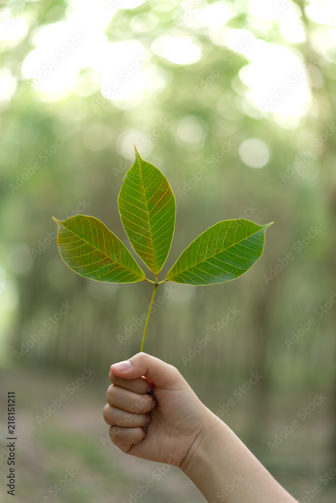 Hands holding Leaf of rubber tree with blur Background Hands holding Leaf of rubber tree with blur Background