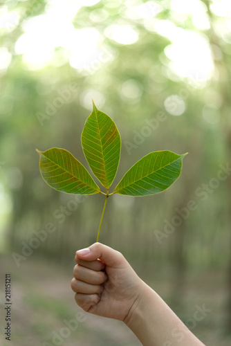 Hands holding Leaf of rubber tree with blur Background